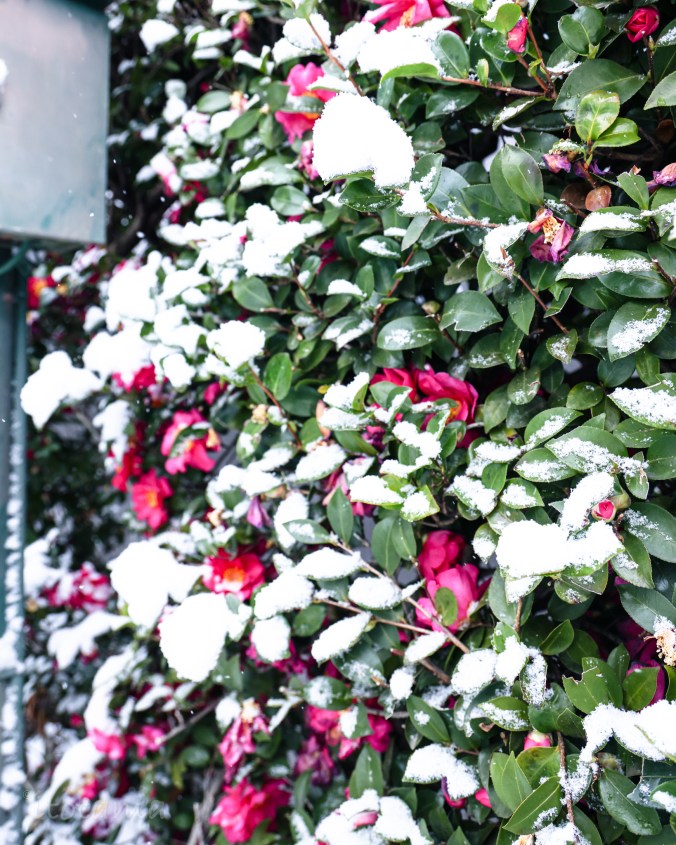 東京が、少しだけ優しくなった雪の日2026.02.08