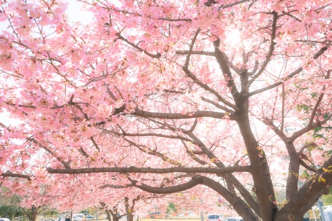 河津桜がきれいだったので写真を撮ってきました
