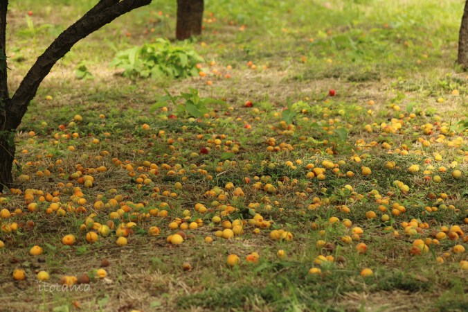 梅の実とか紫陽花とか蓮池観察とか６月初夏も魅力いっぱい